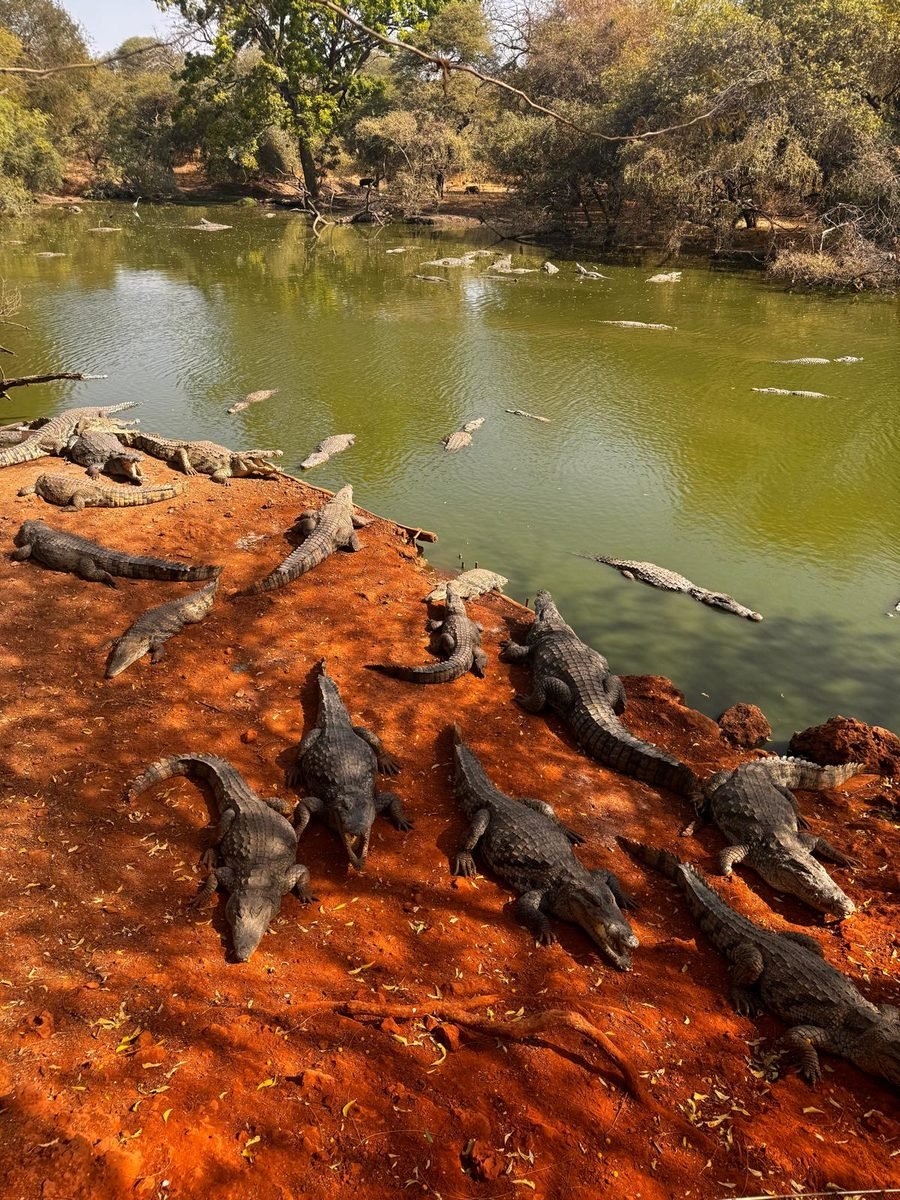 Crocodiles à la réserve de Bandia