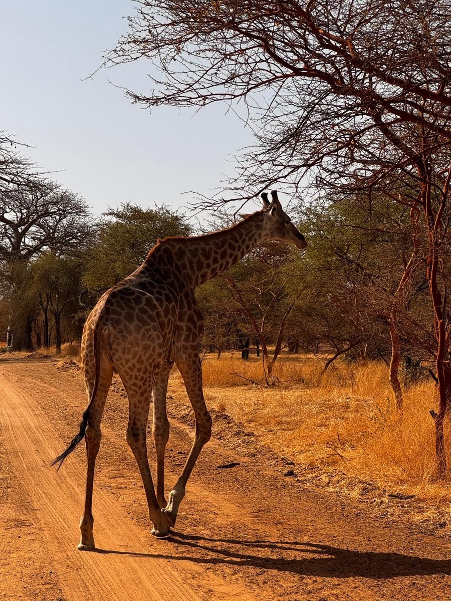 Girafe à la réserve de Bandia