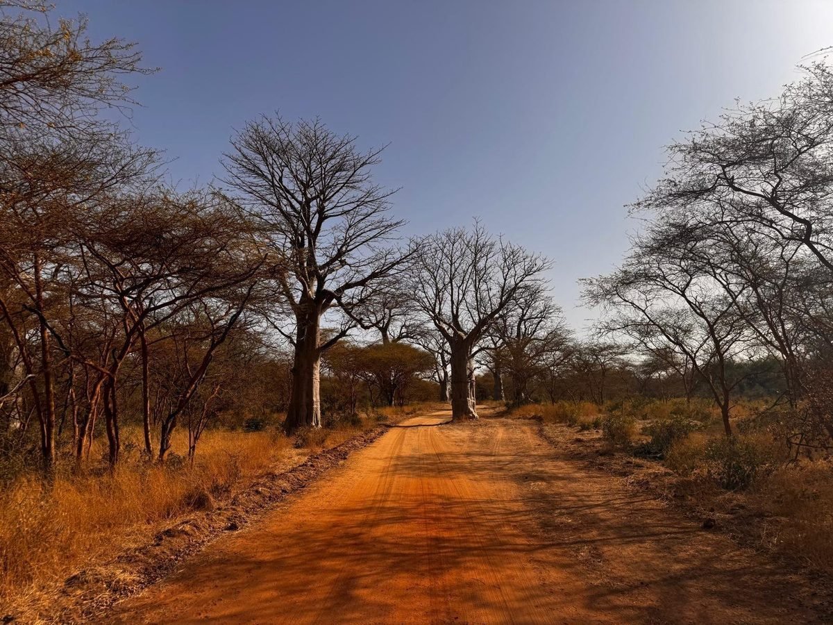 Piste de terre rouge bordée de baobabs au Sénégal